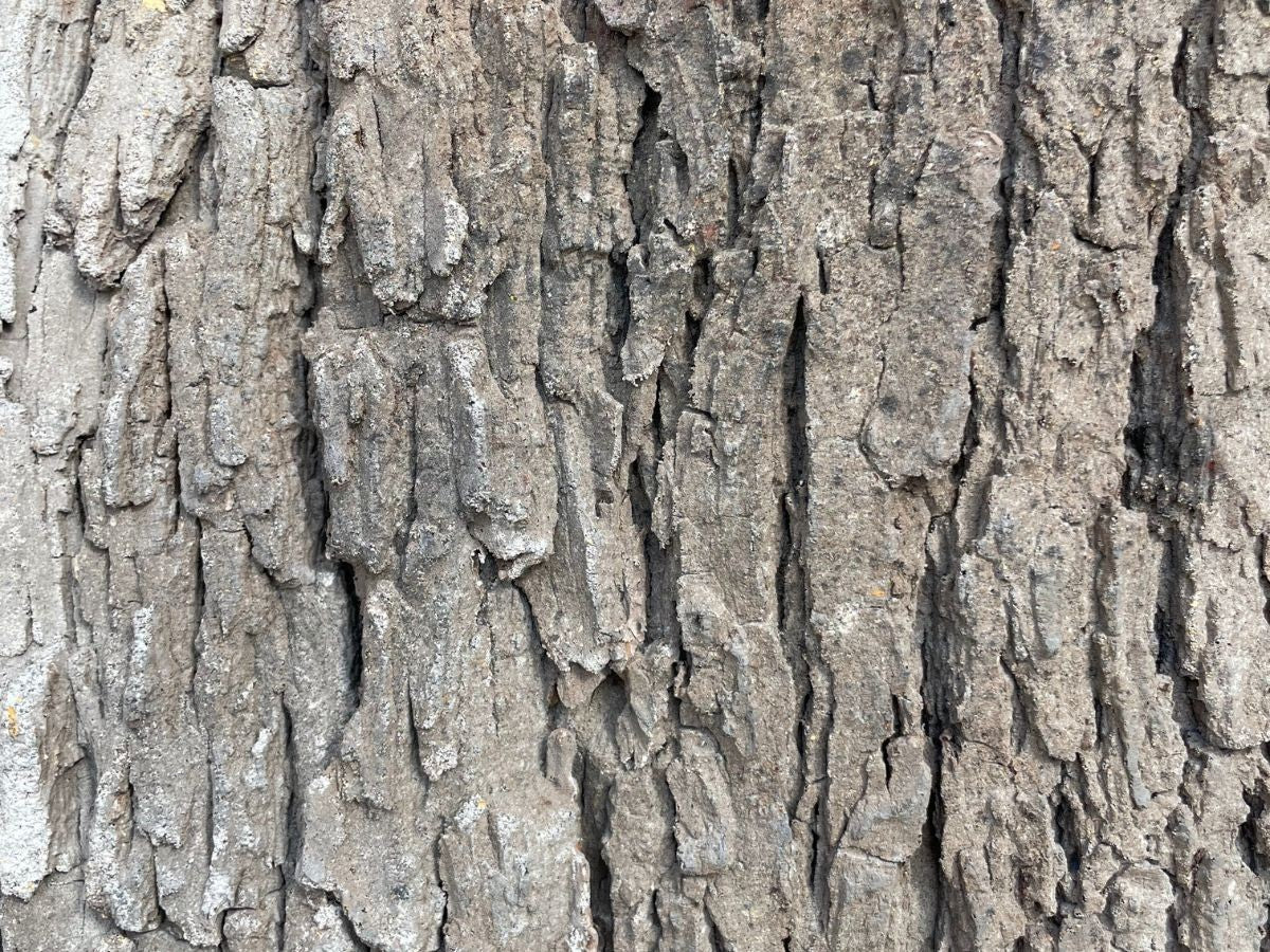Universal Rocks Cottonwood Tree Bark 7' x 9' Wall Panel – COTTONWOOD-BARK-PANEL