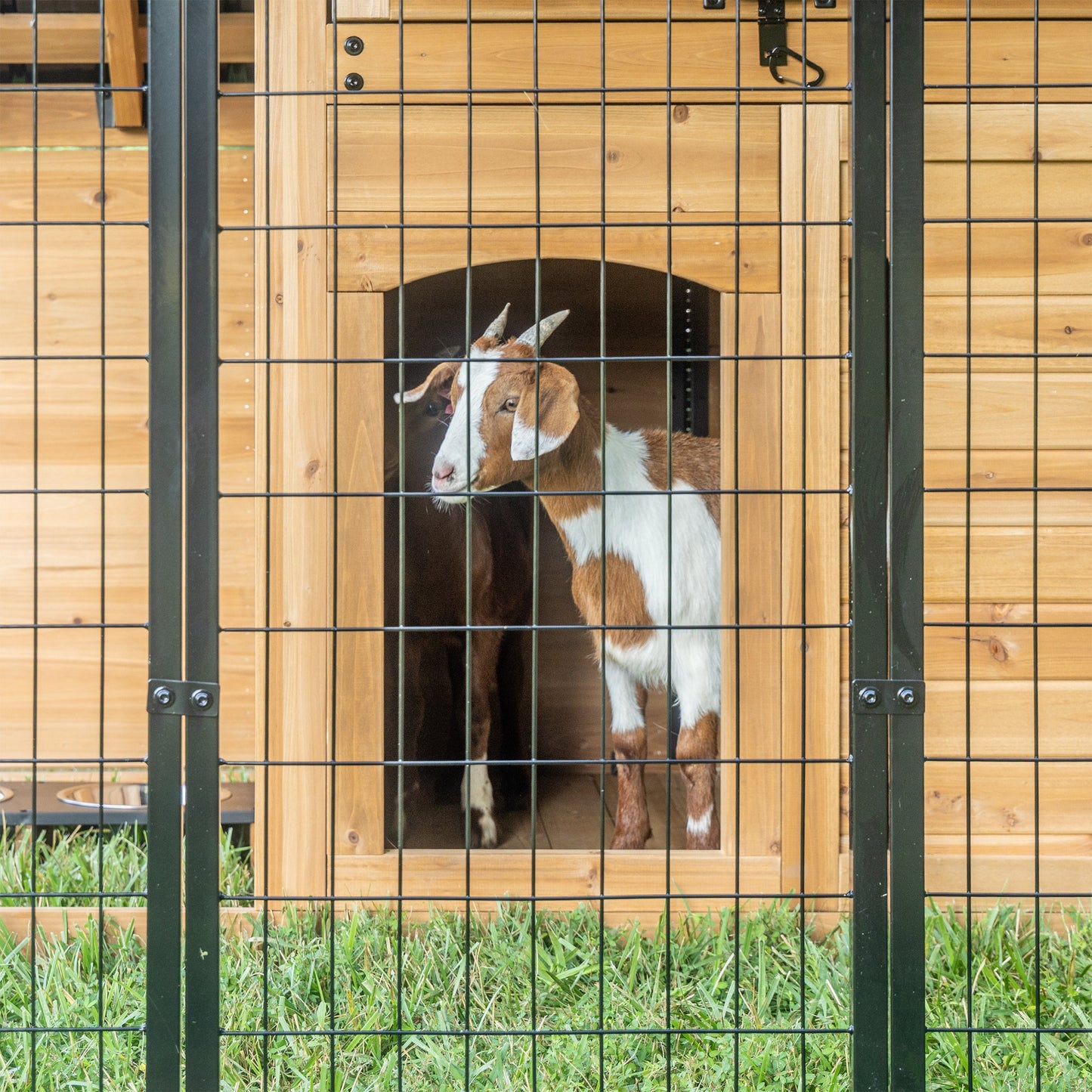 Animal Enclosure