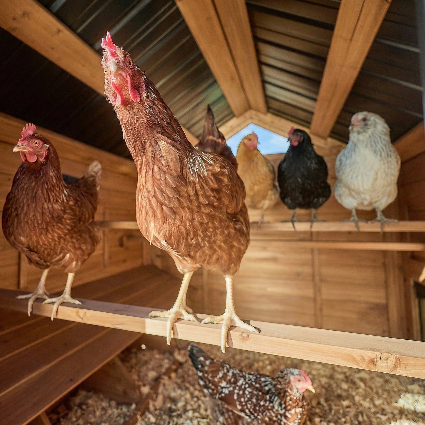 Rustic Roots Chicken Coop