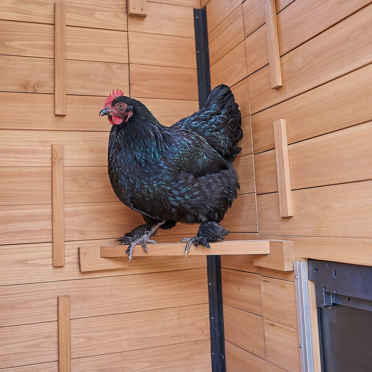 Sweetwater Chicken Coop - Brown