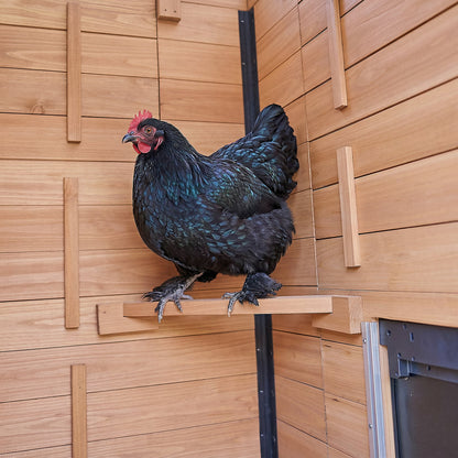 Sweetwater Chicken Coop - Brown